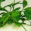 7 reasons to intake Gynostemma herbal tea regularly